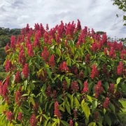 Maromba, Maringá e Visconde de Mauá